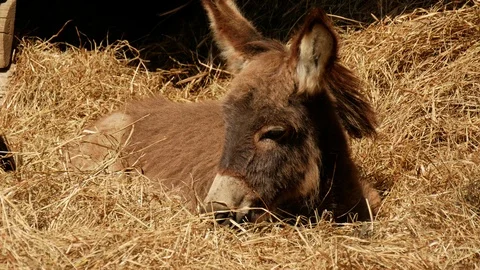 Young cute donkey on straw. 库存影片 99551998