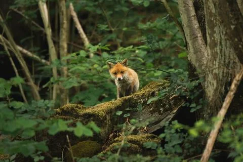 Young cute fox ventures out of the forest to curiously explore the surroundings Stock Photos