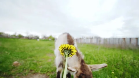 Young cute goat goes to a camera looking on the little sunflower on a first plan 스톡 동영상 154628837