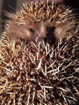 Young cute hedgehog looking at the camera Stock Photos