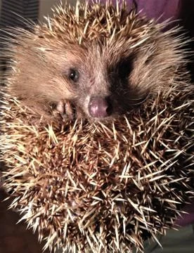 Young cute hedgehog looking at the camera Stock Photos