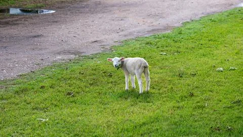Young cute lamb looking at camera on grass Stock Photos