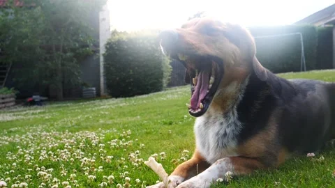 Young cute rescue dog with bone on lawn yawning Видео 218732731
