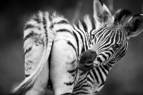 Young cute Zebra patterns stripes Stock Photos