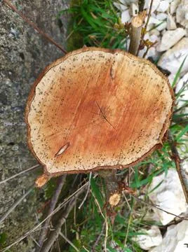 Young cutten tree  Fotos Stock
