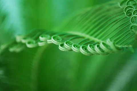 Young cycas leaf Stock Photos