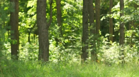 Young cyclist touches the smart watch in a park. Green T-shirt and sunglasses Stock Footage 66445824