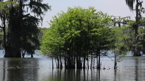Young Cypress Trees Stock Footage 25534787