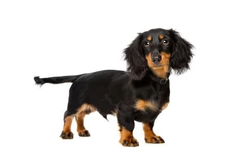 Young dachshund Stock Photos