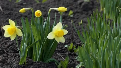 Young daffodils bloom in the spring against the background of black earth. 스톡 동영상 153502913