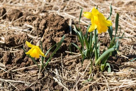 Young daffodils Stock Photos