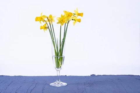 Young daffodils stand in a vase on a table Stock Photos