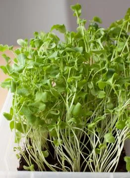 Young daikon greens in a box on the windowsill. Stock Photos