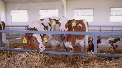 Young dairy cows in a clean barn, standing behind a metal fence, wearing ear Stock Footage 293074933
