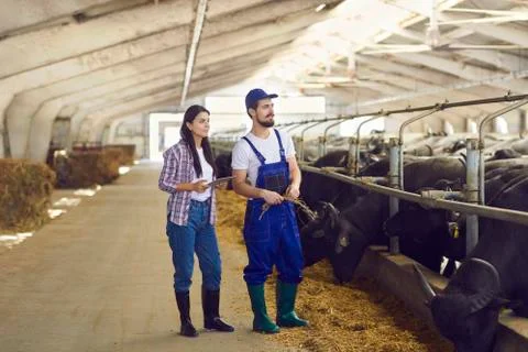 Young dairy farm workers checking on cows and using agrotech application on Stock Photos