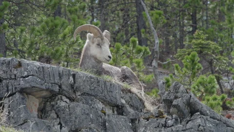 A young Dall Ram rests in the June heat Stock Footage 201749756