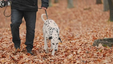 Young dalmatian dog Stock-Footage 222746534