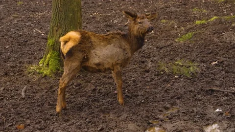 Young dam deer Stock Footage 145682704