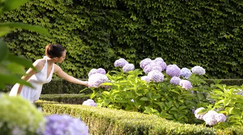 Young dame and hydrangeas Stock Footage 33031980