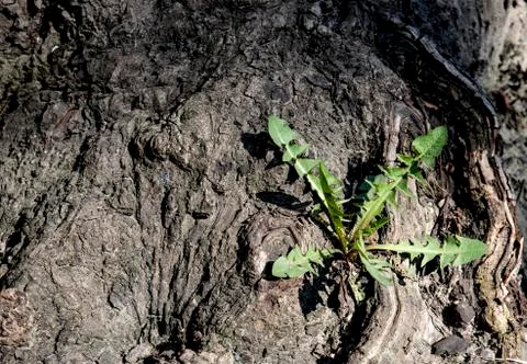 Young dandelion grows on the roots of the tree Stock Photos