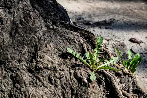 Young dandelion grows on the roots of the tree Stock Photos