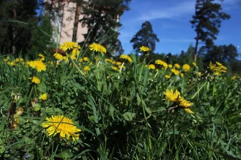 Young dandelions Stock Photos
