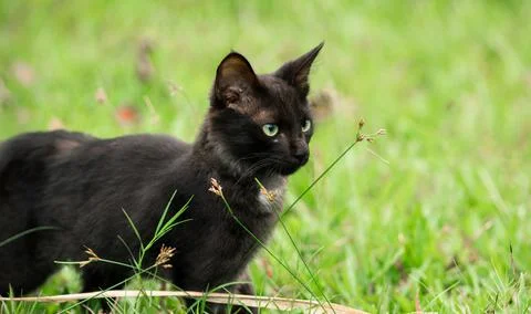 Young dark brown cat looking forward in the grass field close up. Stock Photos