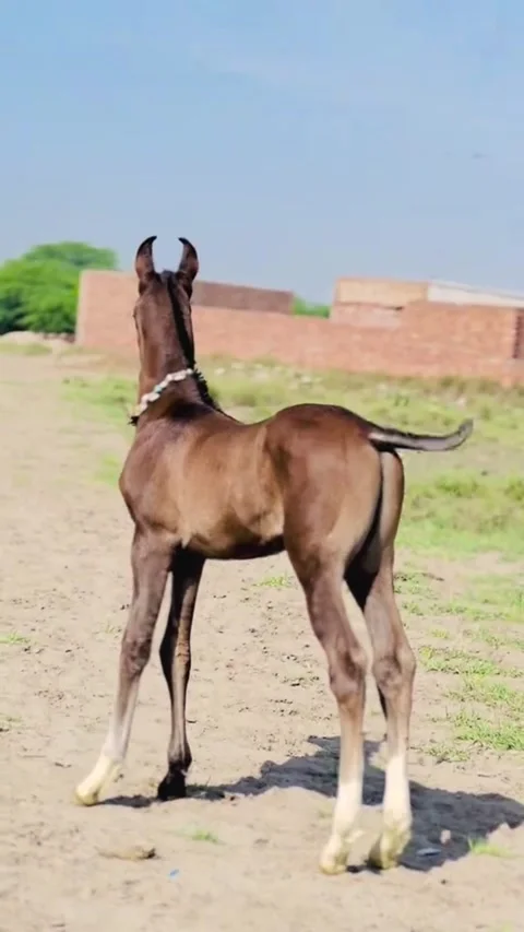 Young Dark Brown Foal with White Markings in Field Vídeos de archivo 333600095