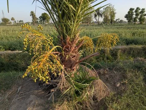 Young Date Palm with Green Fruit Stock Photos