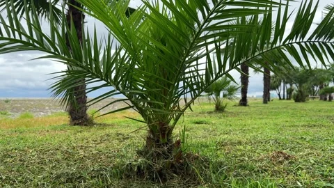 Young Date Palm Tree Green Fronds Windy Sea Coast Stock Footage 345588115