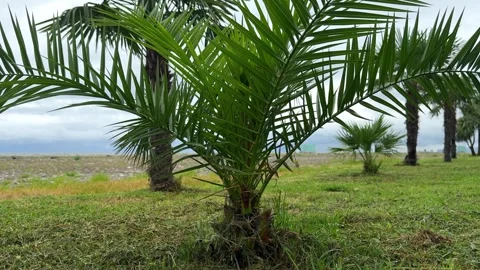 Young Date Palm Tree Windy Sea Shore Cloudy Sky Birds Stock Footage 345588641