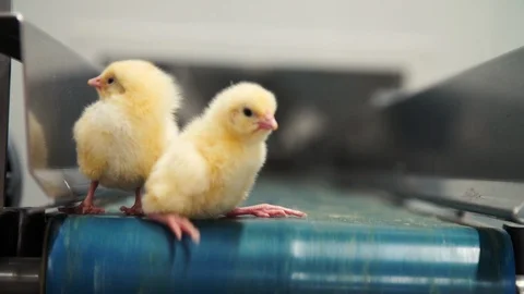 Young day old chickens on a conveyor belt. Stock Footage 104790357