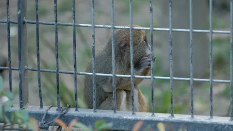 Young De Brazza s Monkey is eating 스톡 동영상 113920757