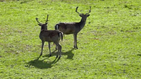 Young Dear Forrest Open Field Stock Footage 56079496