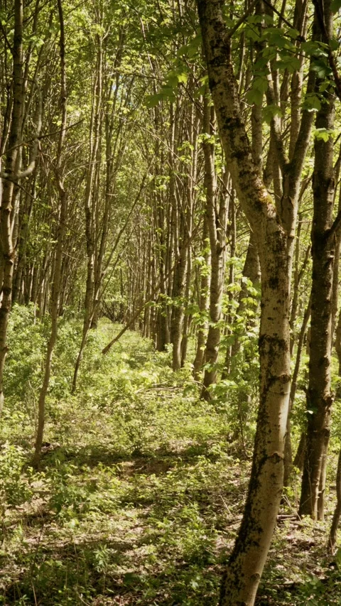 Young Deciduous Forest Interior with Tall Straight Trunks and Undergrowth Stock Footage 334134425