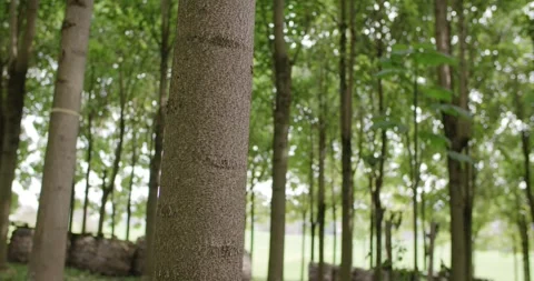 Young Deciduous Forest with Stacked Logs, Green Meadow Edge, Tracking Shot Video stock 340328257