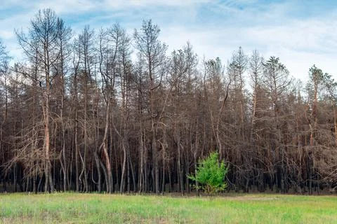 A young deciduous tree against the background of a burnt coniferous forest Stock Photos