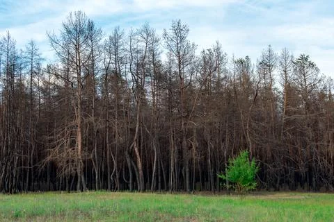 A young deciduous tree against the background of a burnt coniferous forest Stock Photos