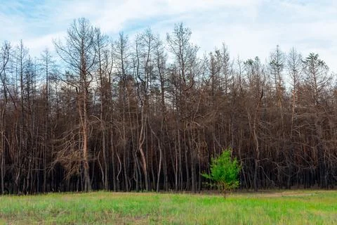 A young deciduous tree against the background of a burnt coniferous forest Stock Photos