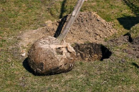Young deciduous tree with a root ball wrapped in burlap ready to be planted in a Stock Photos