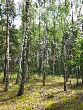 Young deciduous trees in forestry enterprise 스톡 사진