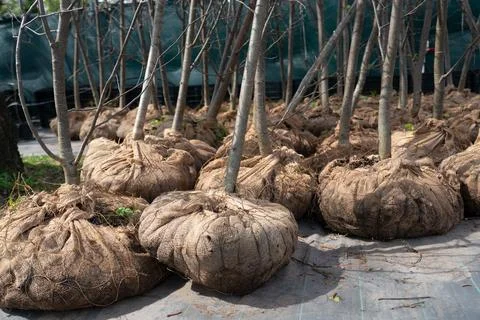 Young deciduous trees with wrapped root balls at a plant nursery. Fotos Stock