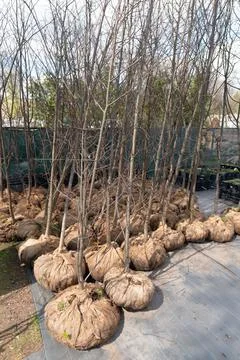 Young deciduous trees with wrapped root balls at a plant nursery. Stock Photos