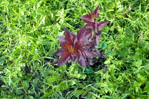 Young decorative shrub sapling with purple leaves planted in a garden, top view. Stock Photos
