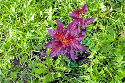 Young decorative shrub sapling with purple leaves planted in a garden, top view. Stock Photos