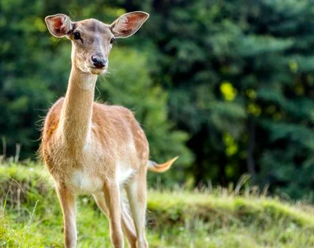 Young deer on alert Stock-Fotos