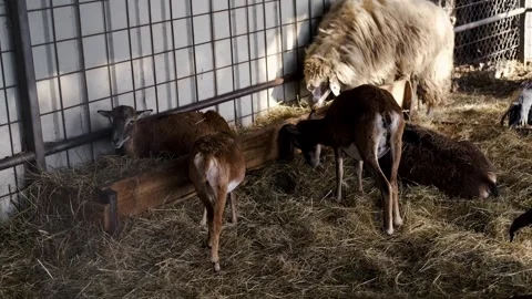 Young deer and sheep feeding on hay inside a farm enclosure, while other animals Stock Footage 327536196