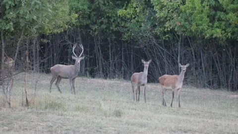 A young deer and two hinds on the edge of the forest in slow motion Video stock 162888042