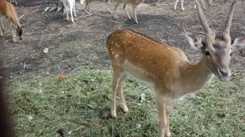 Young deer with antlers looking at the camera. Roe eating in National Park Stock-Footage 281654300