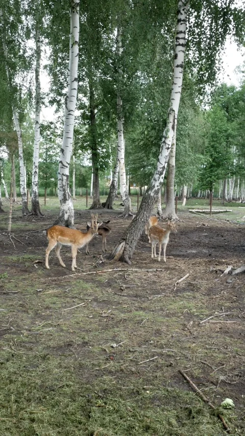 Young deer with antlers looking at the camera. Roe eating in National Park. Vert Stock Footage 286795110